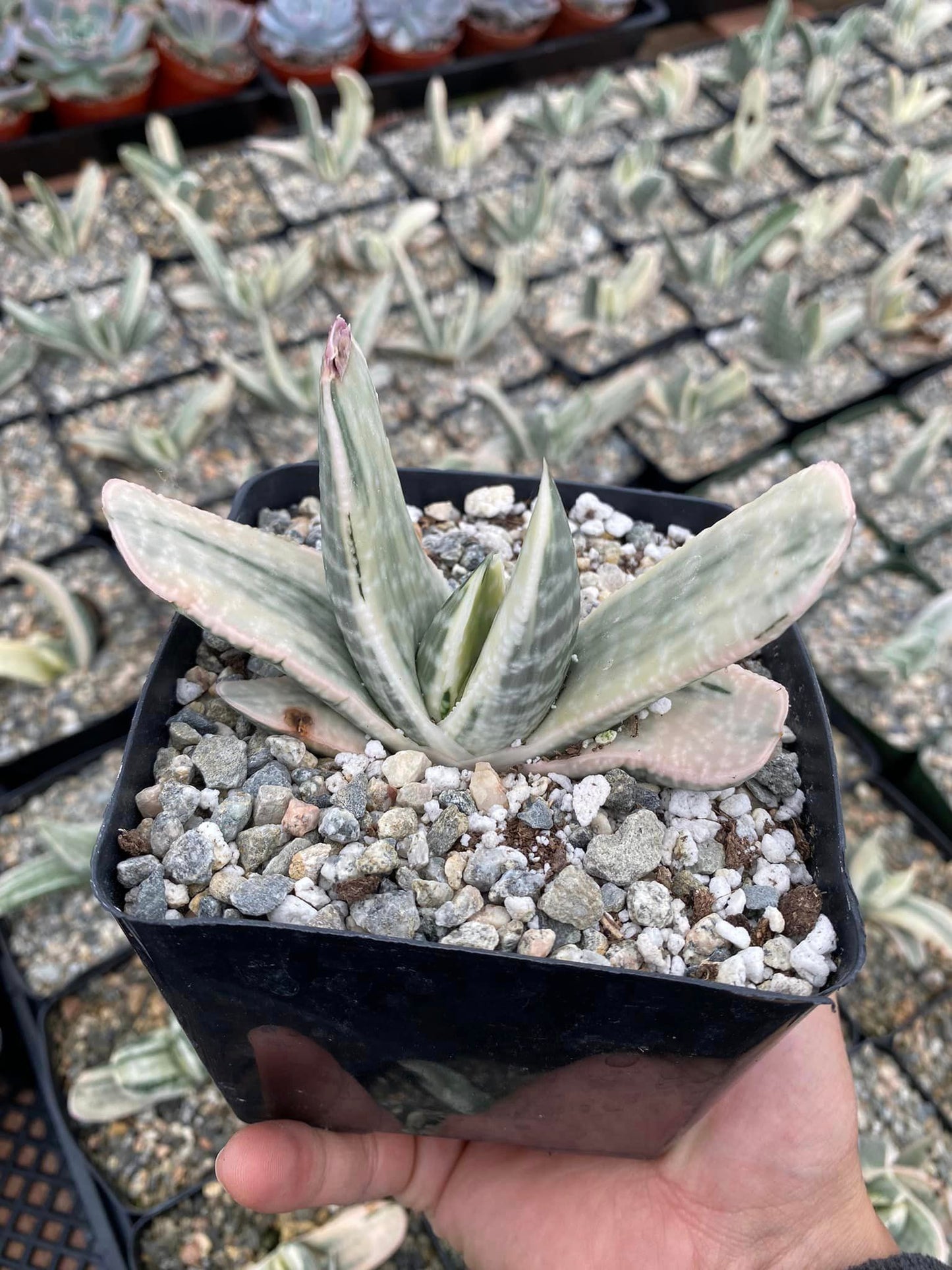 Gasteria sakura fuji white variegated