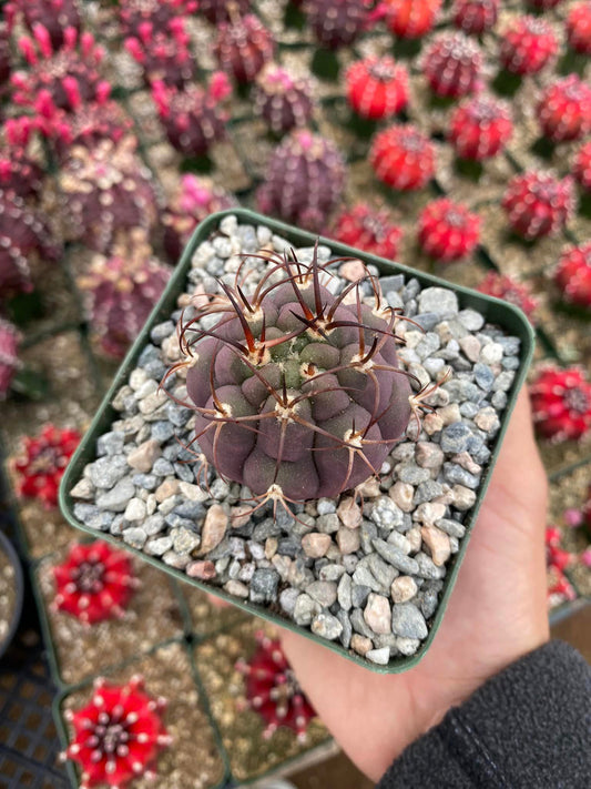 Gymnocalycium Pflanzii Albipulpa