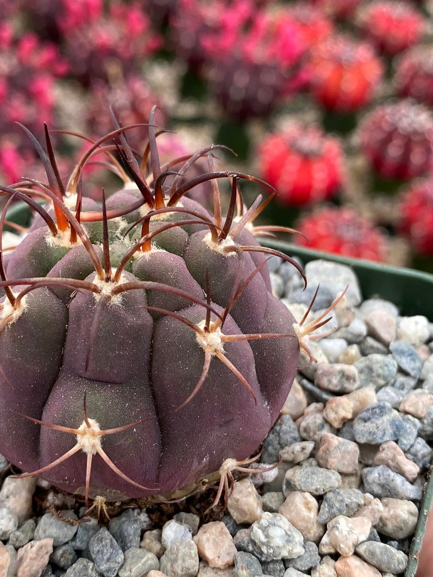 Gymnocalycium Pflanzii Albipulpa