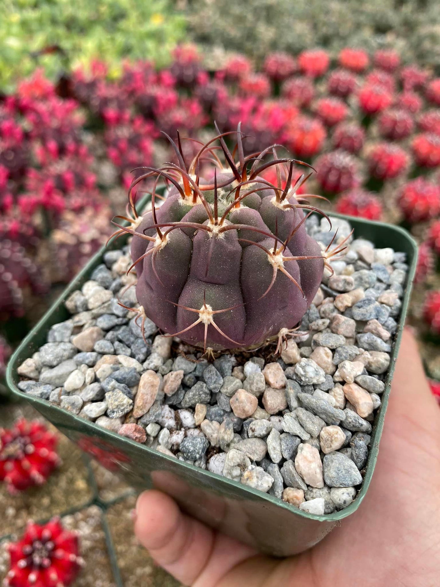 Gymnocalycium Pflanzii Albipulpa