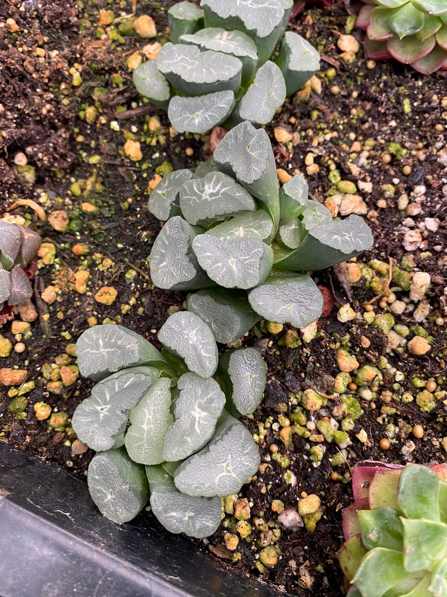 Haworthia Maughanii ‘phoenix’