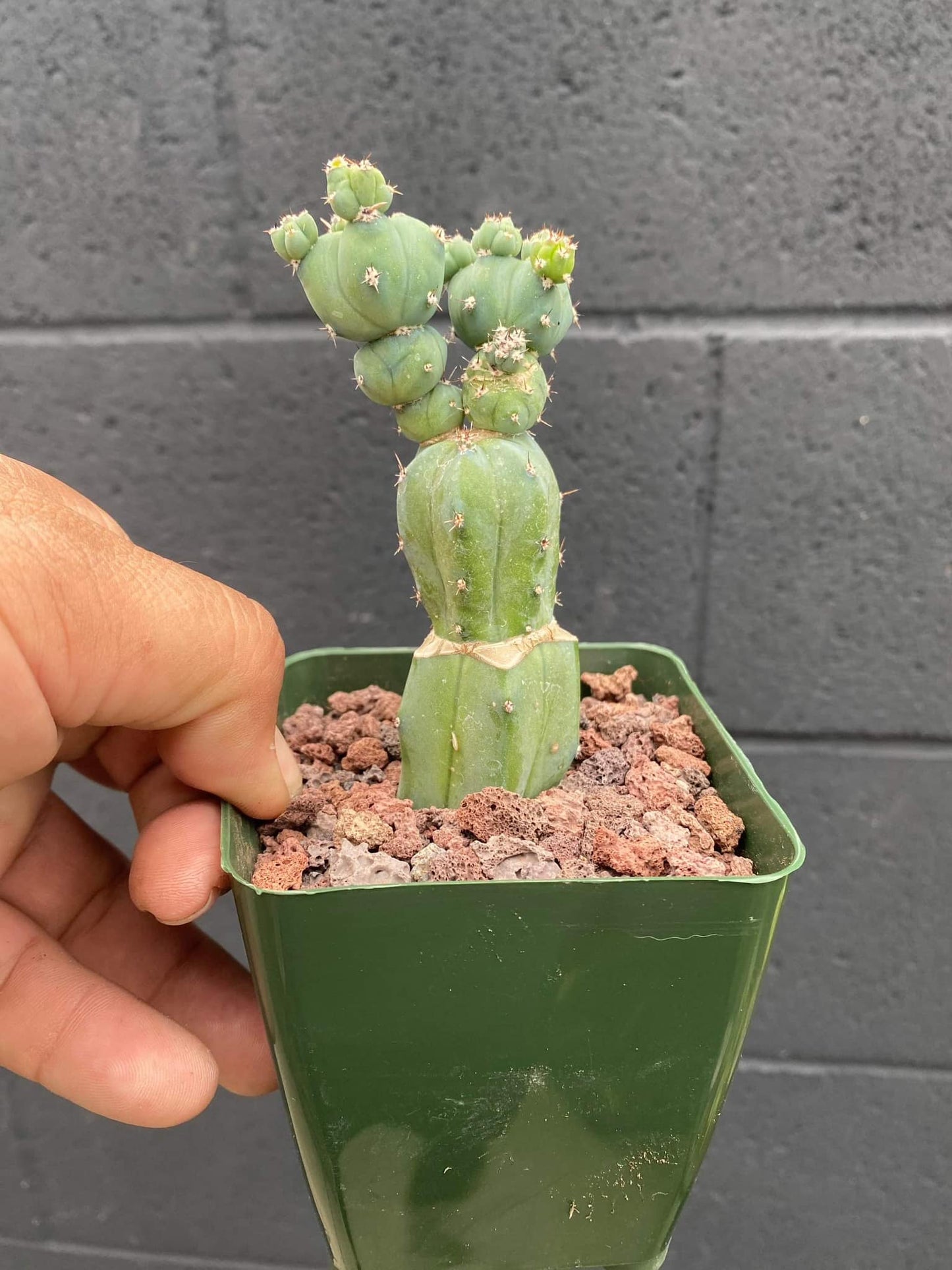 Myrtillocactus stacker