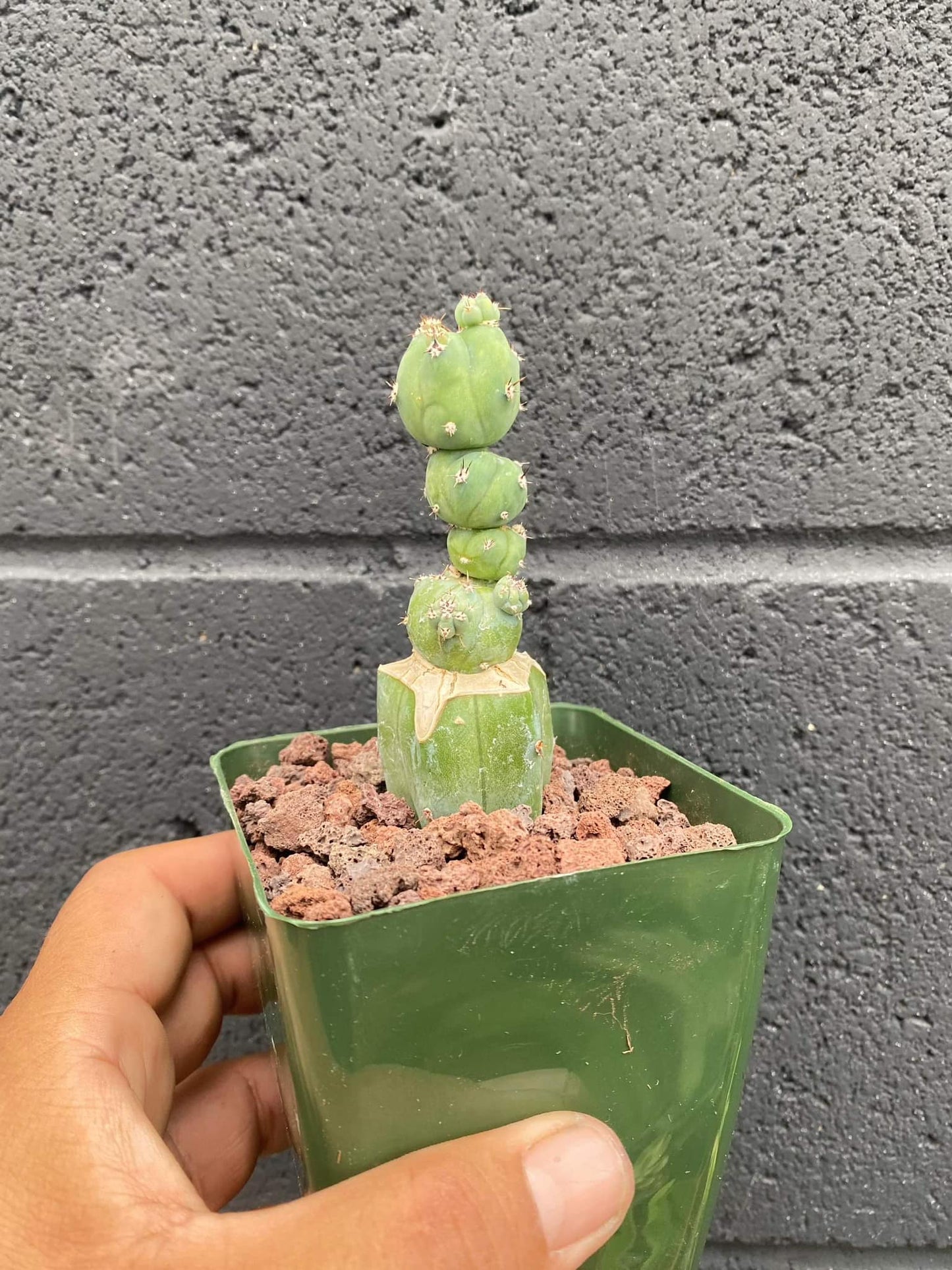 Myrtillocactus stacker