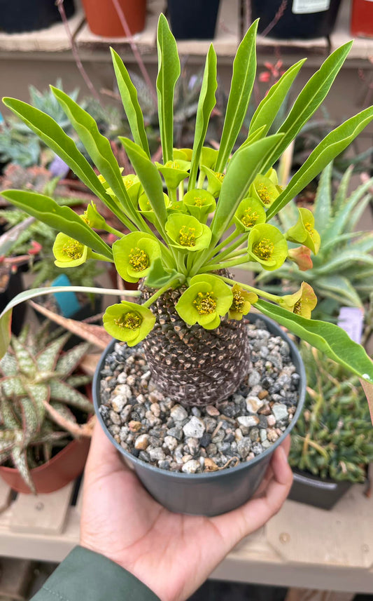 Euphorbia bluperifolia