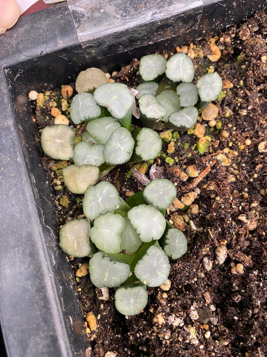 Haworthia Maughanii ‘amaterasu’