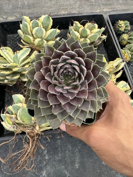 Sempervivum 'Magic Night'