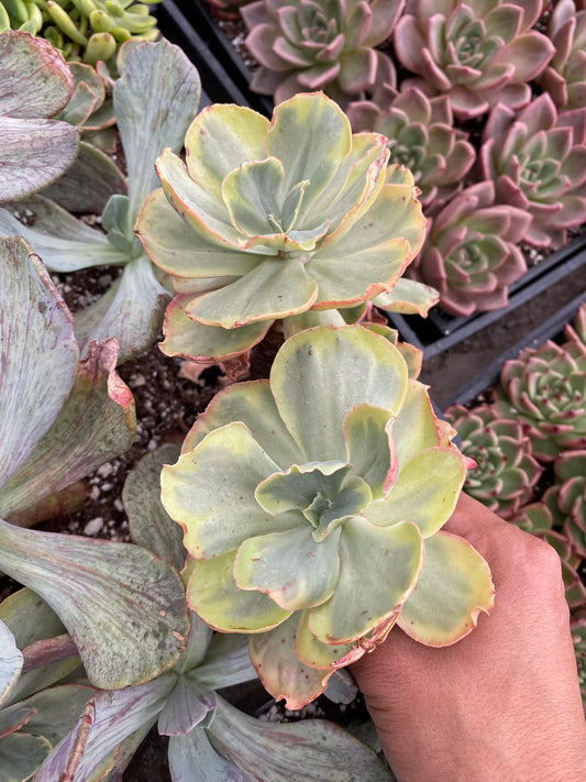 Echeveria ice age cluster 2-3 cabezas