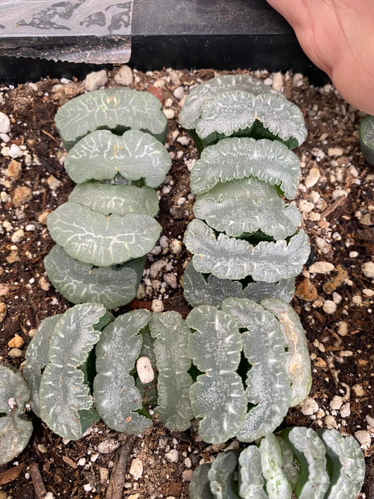 Haworthia truncata ‘mammoth’