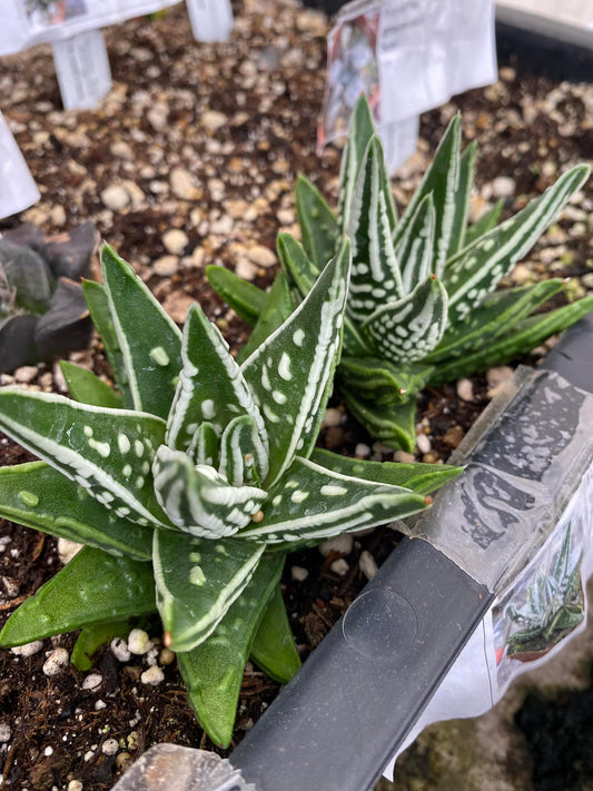 Haworthia ‘ángel tears’