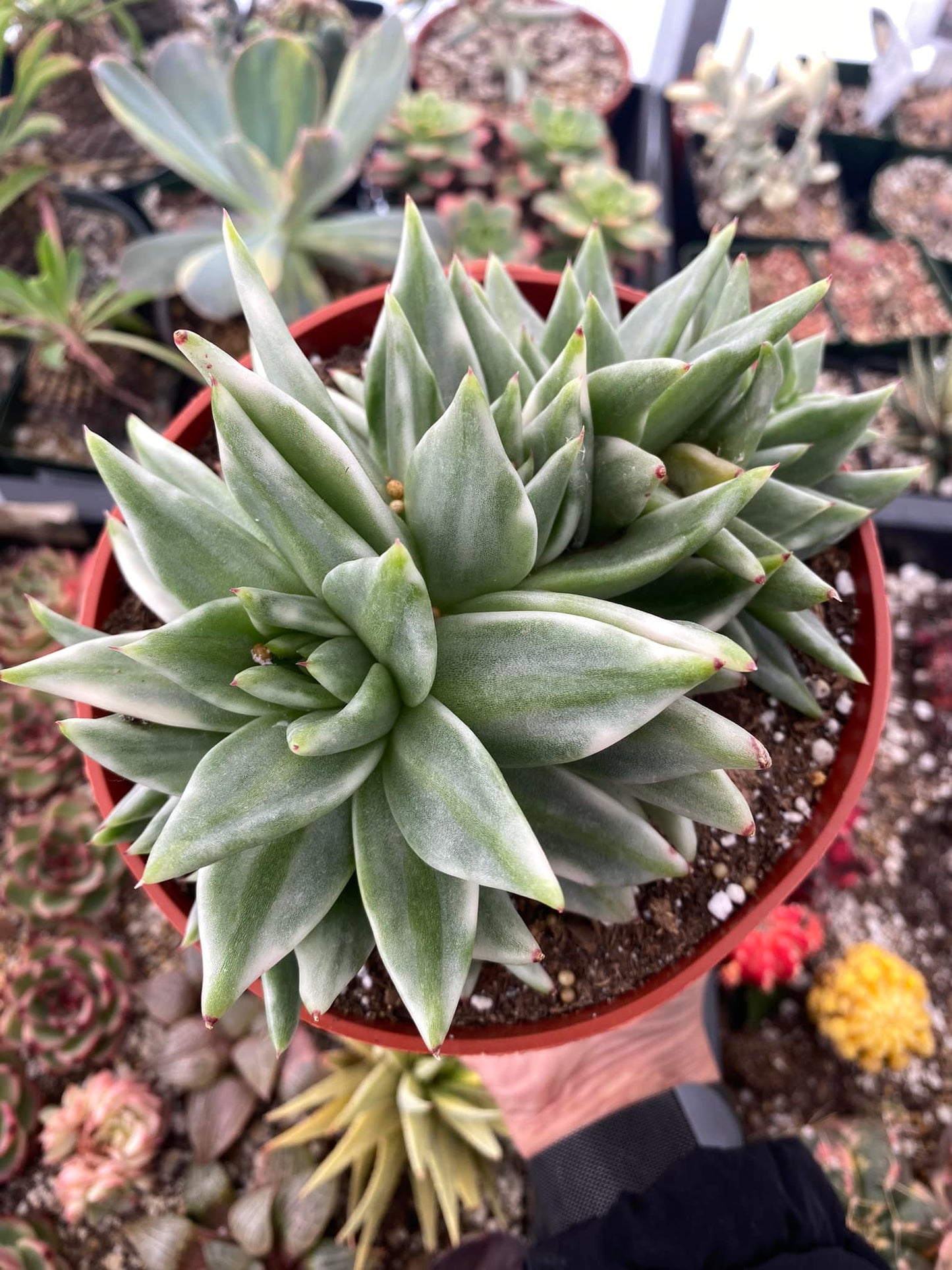 Agavoide elk horn cristata variegated