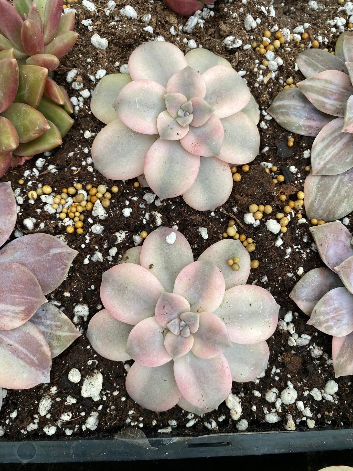 Graptopetalum superbum variegado