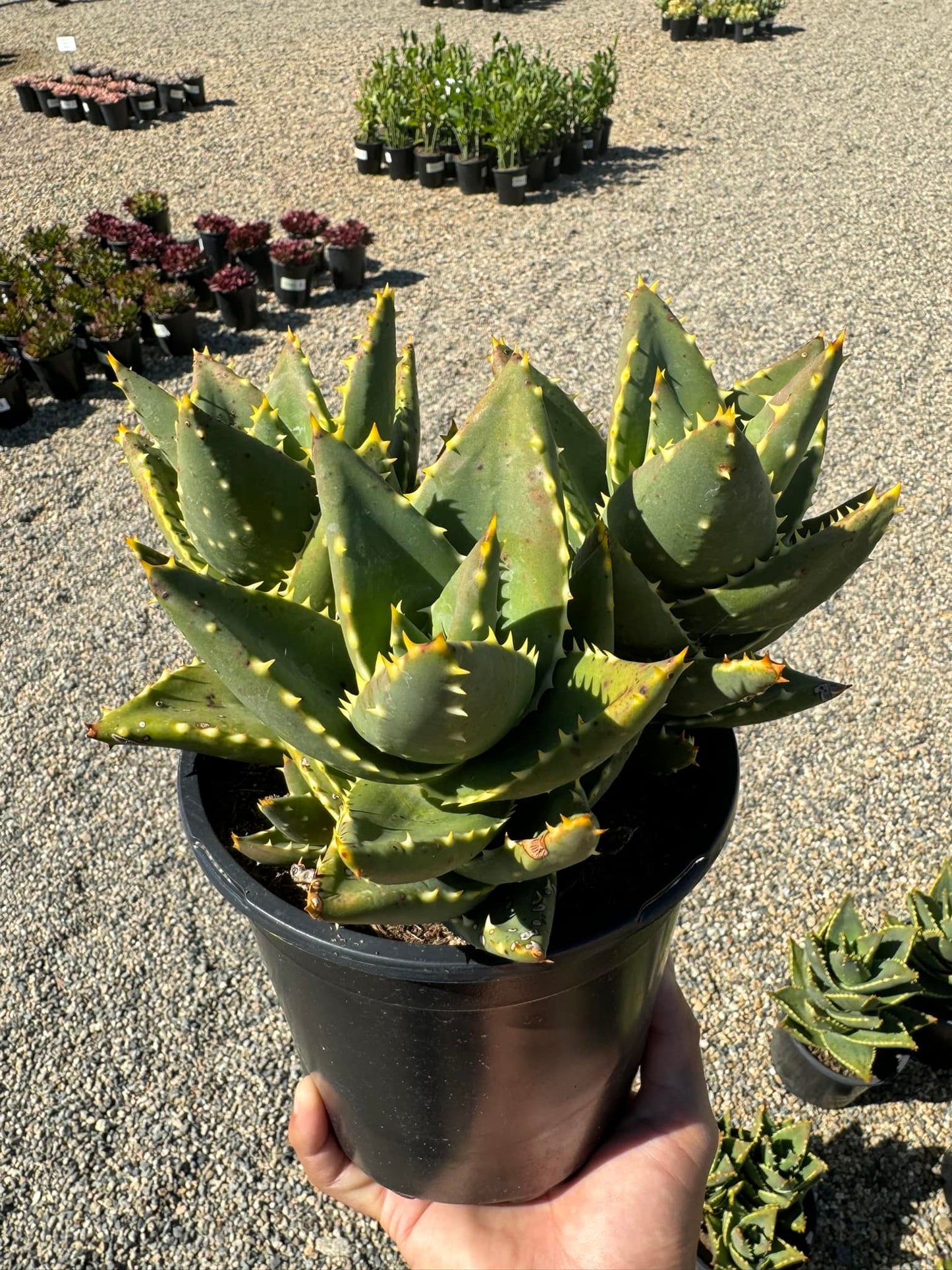 Aloe distans