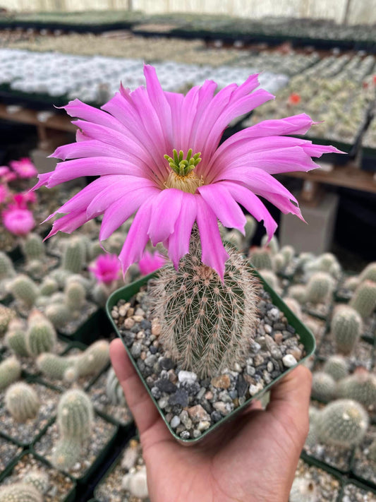 Echinocereus sciurus