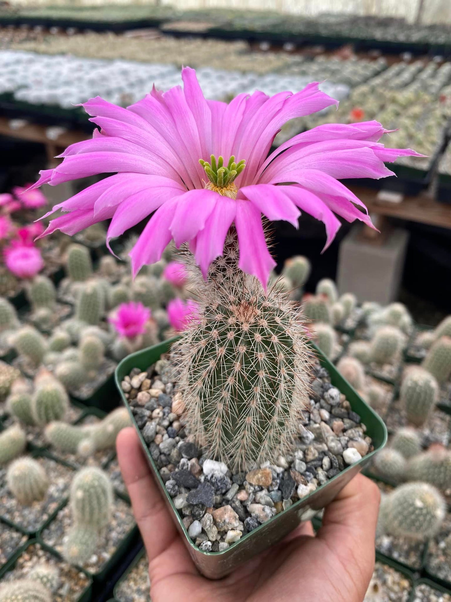 Echinocereus sciurus