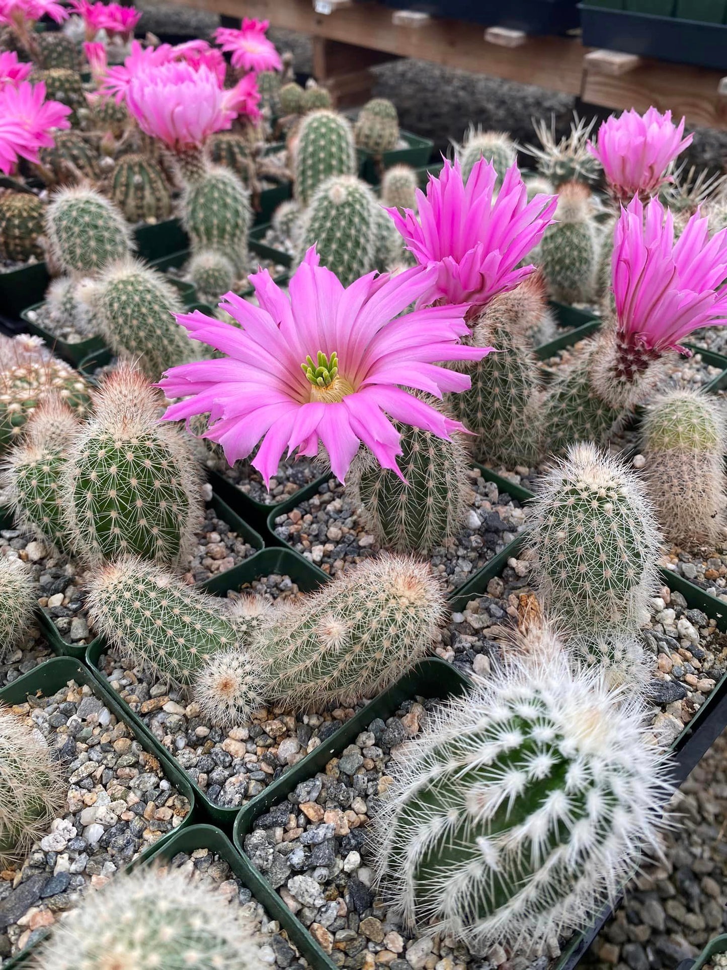 Echinocereus sciurus