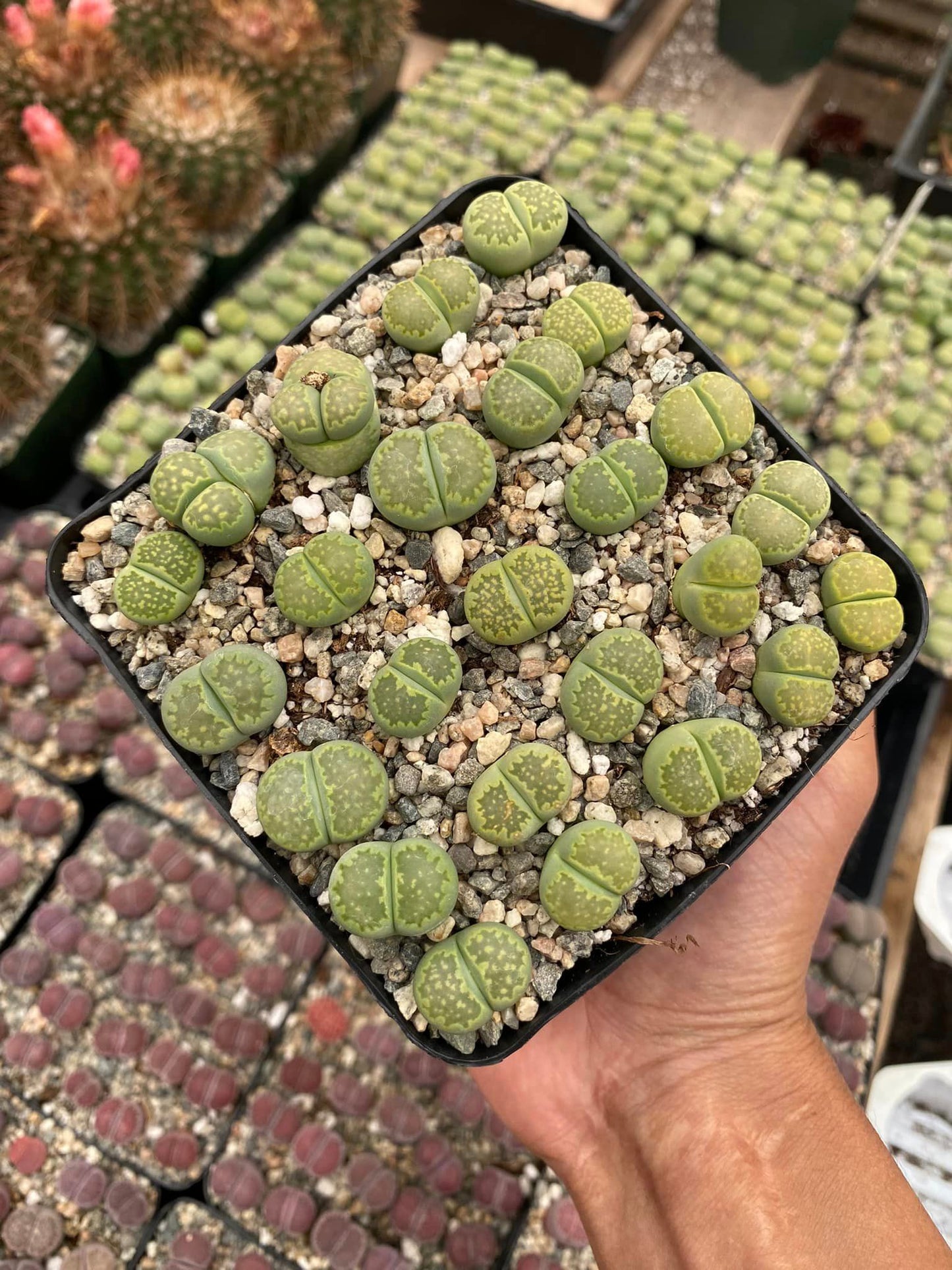 Lithops verdes