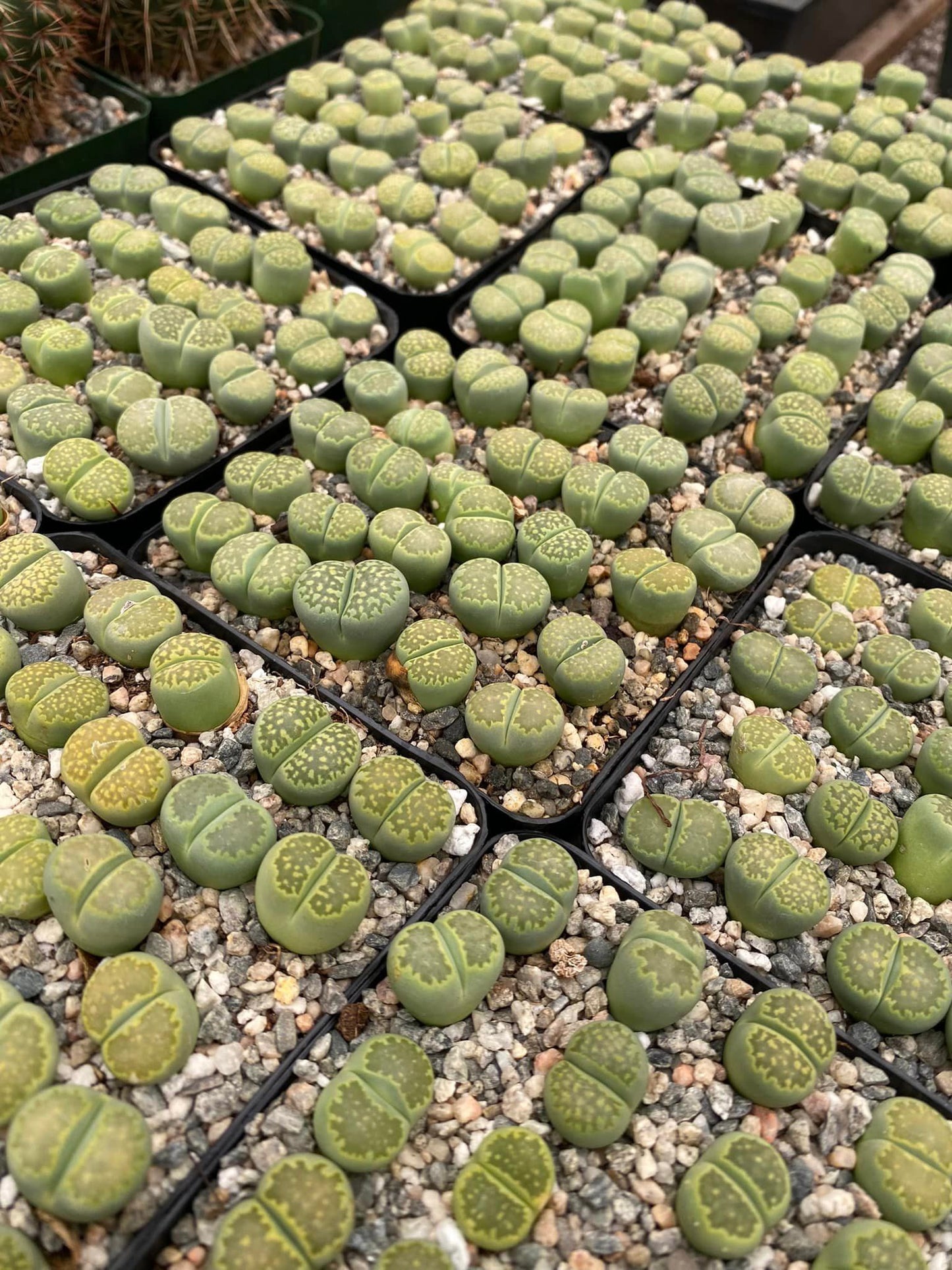 Lithops verdes