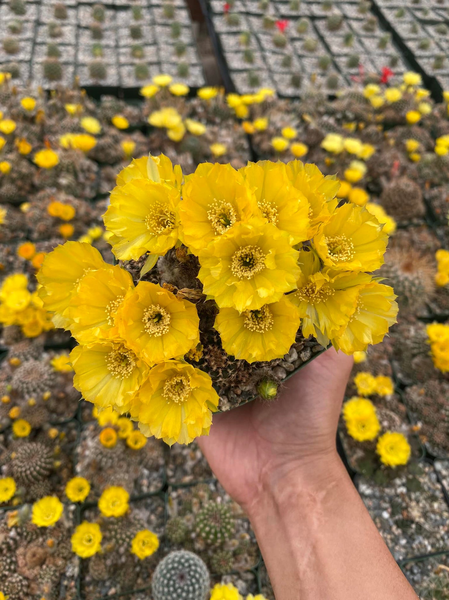 Lobivia tiegeliana v. distefanoiana