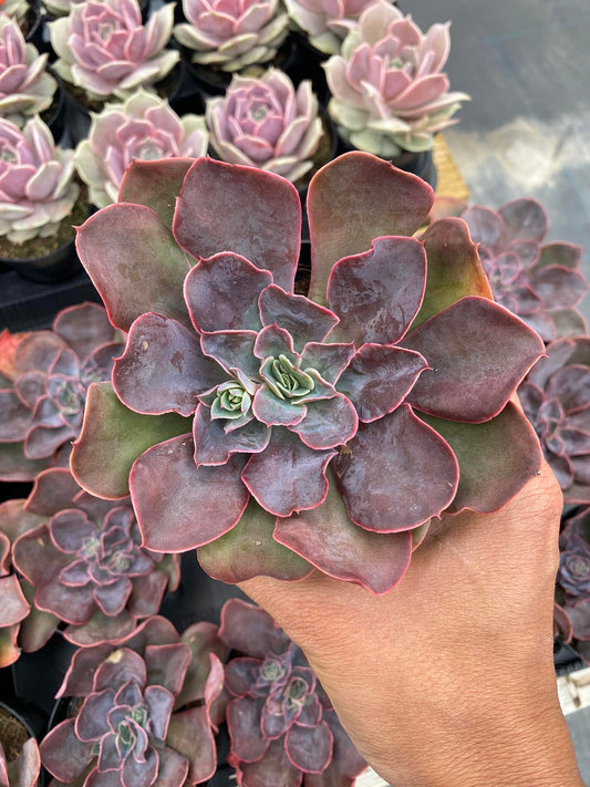 Echeveria rico