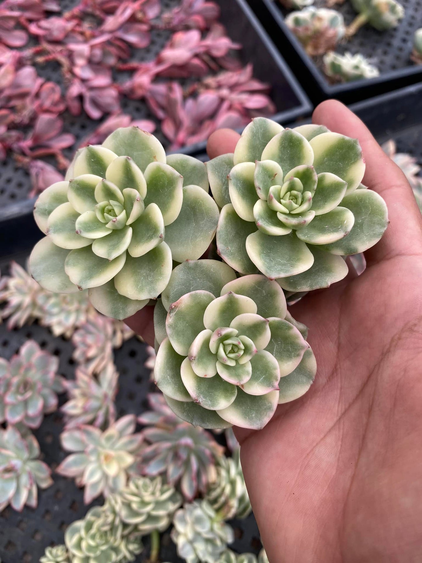 Echeveria Rolly variegated