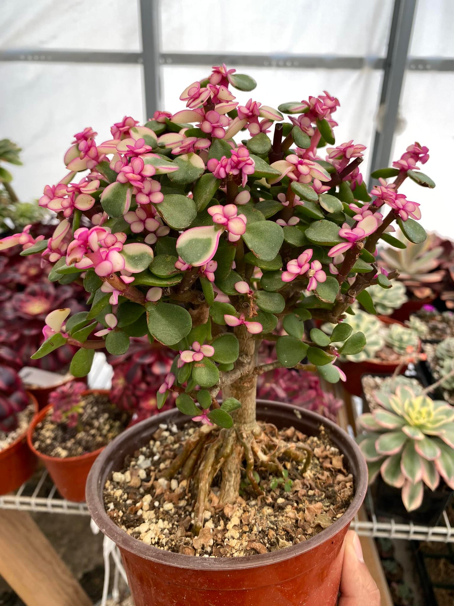 Portucalaria afra pink variegated