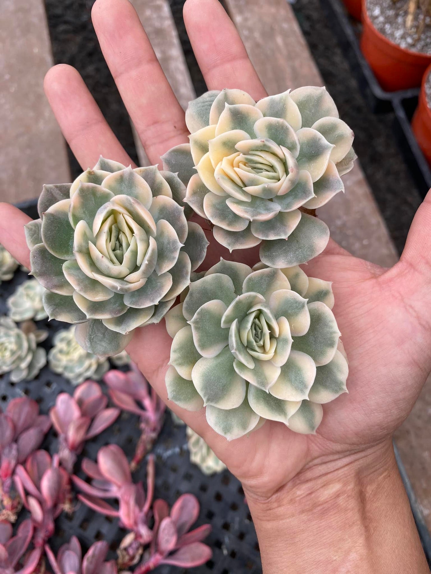 Echeveria onslow variegated