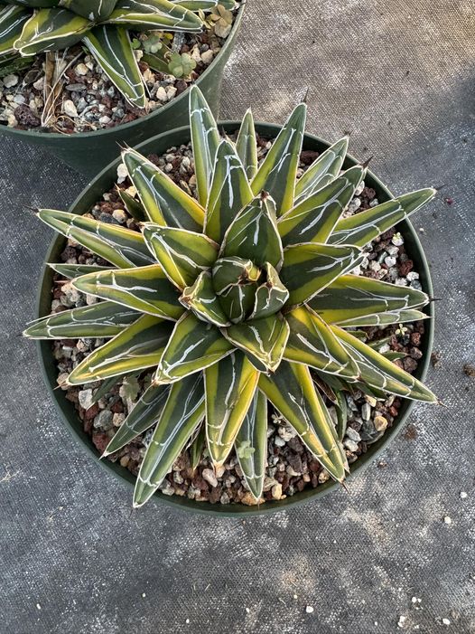 Agave Victoria Reginae 'Golden Princess'