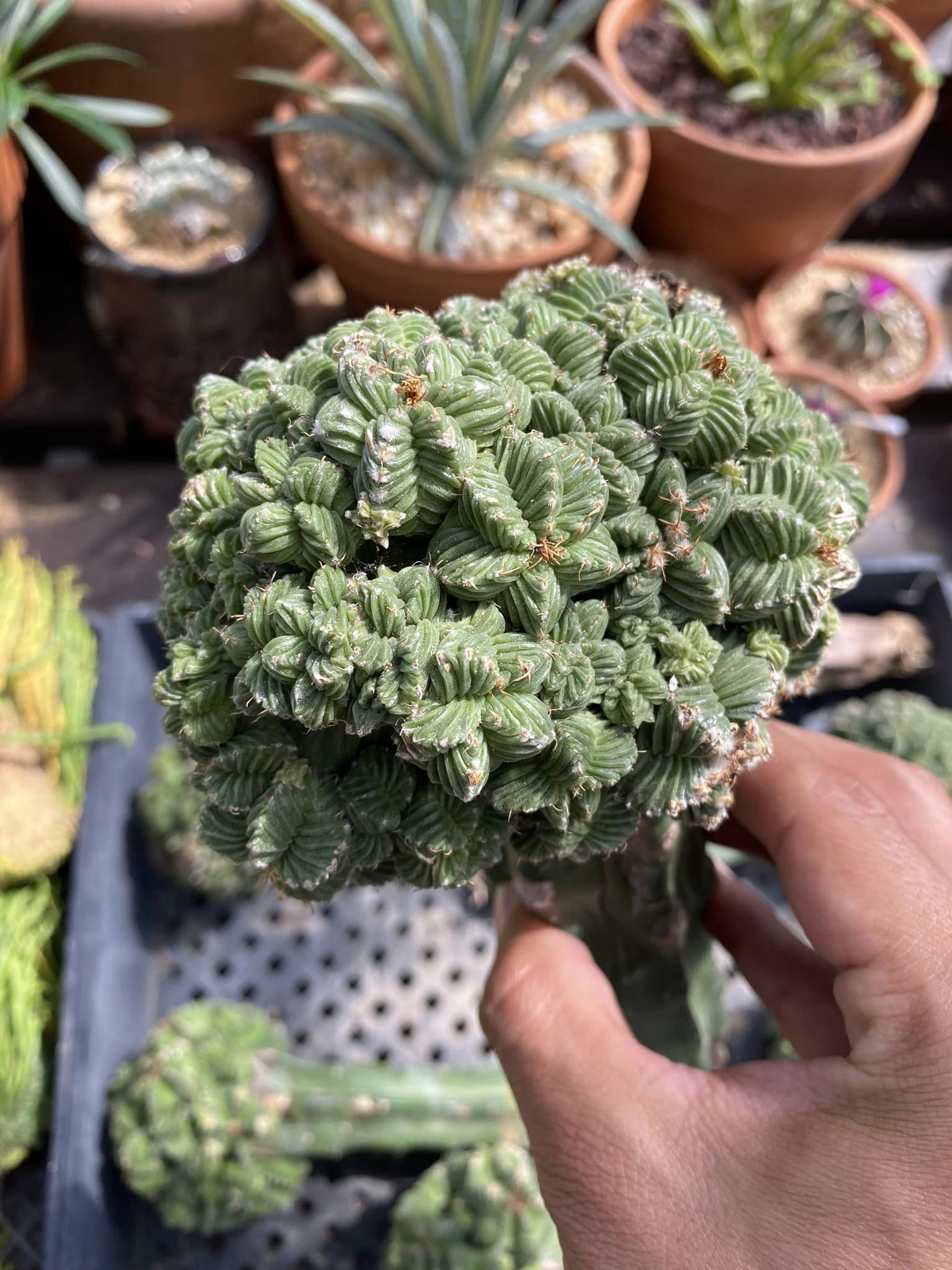 Aztekium Ritt Injerto aztekium ritteri cluster – TiaJuanas Plants México
