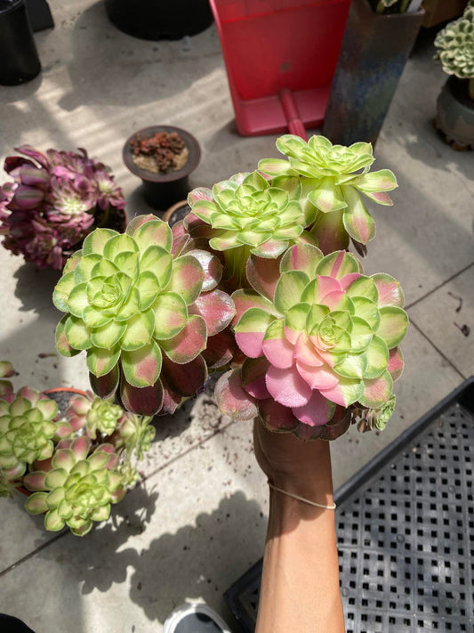 Aeonium pink witch mittlerer streifen cluster