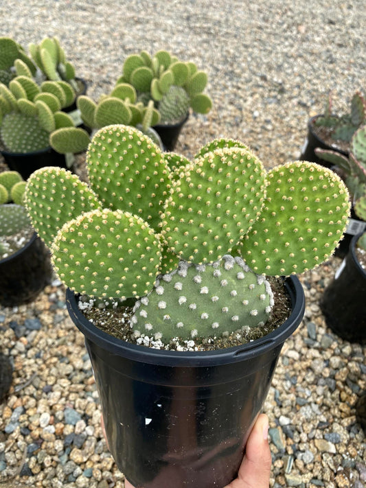 Opuntia honey Mike