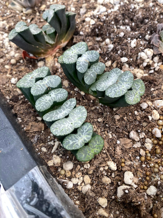 Haworthia truncata sharaku