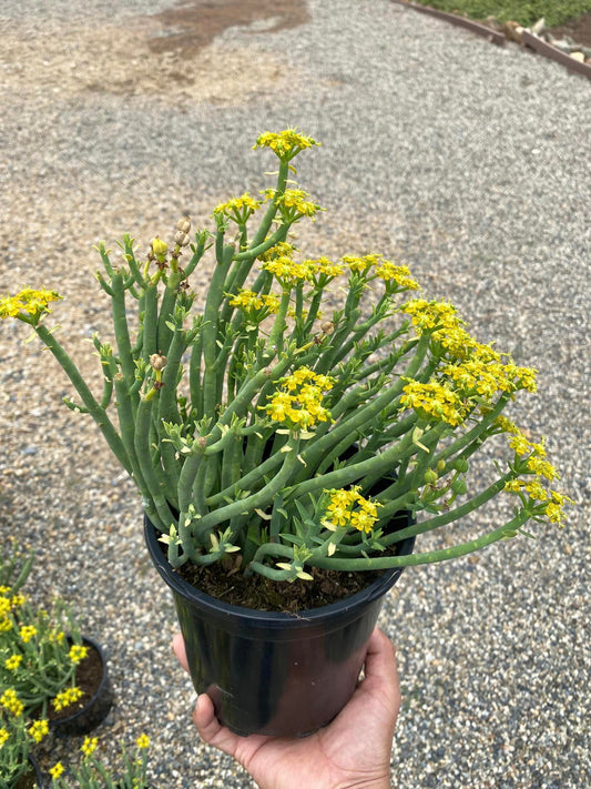 Euphorbia mauritanica