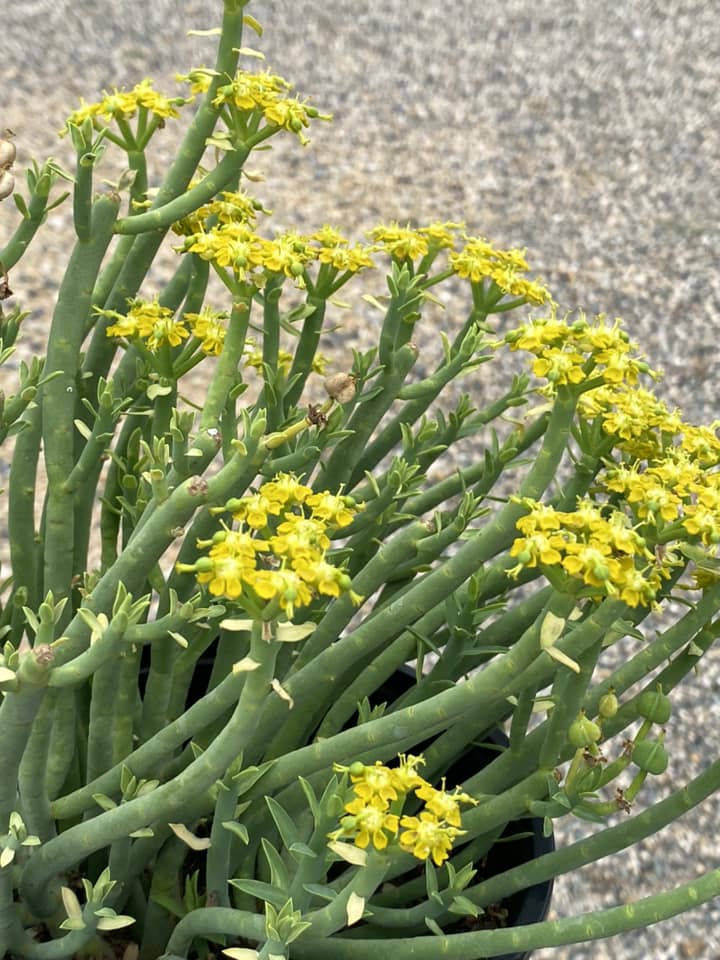 Euphorbia mauritanica