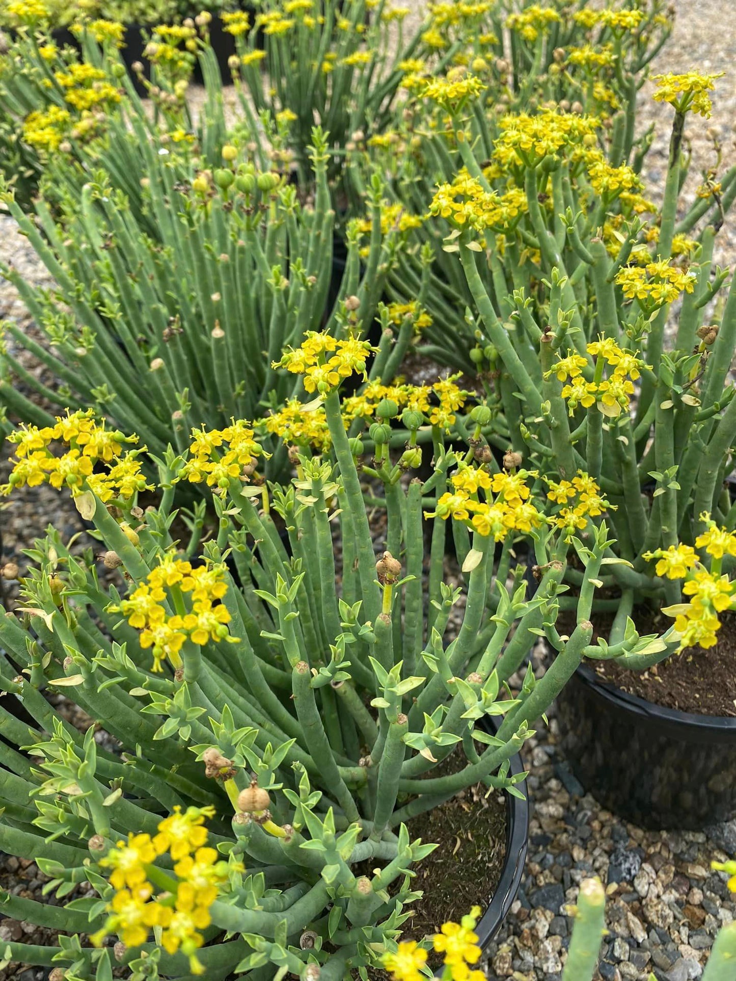 Euphorbia mauritanica