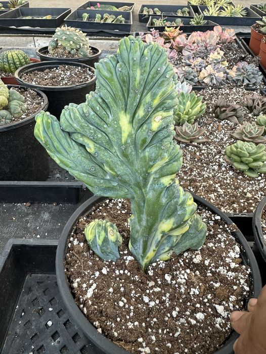 Cresta de Myrtillocactus geometrizans variegada