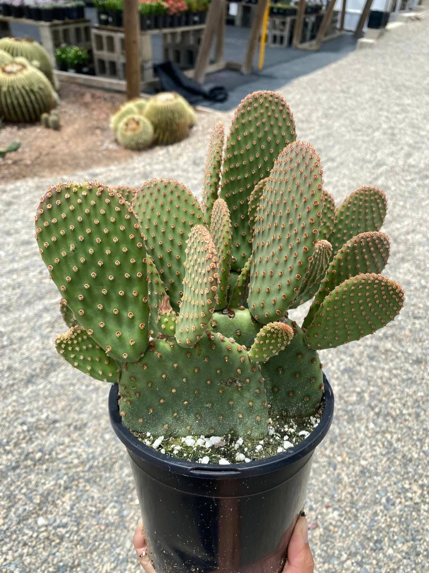 Opuntia basilaris caudata