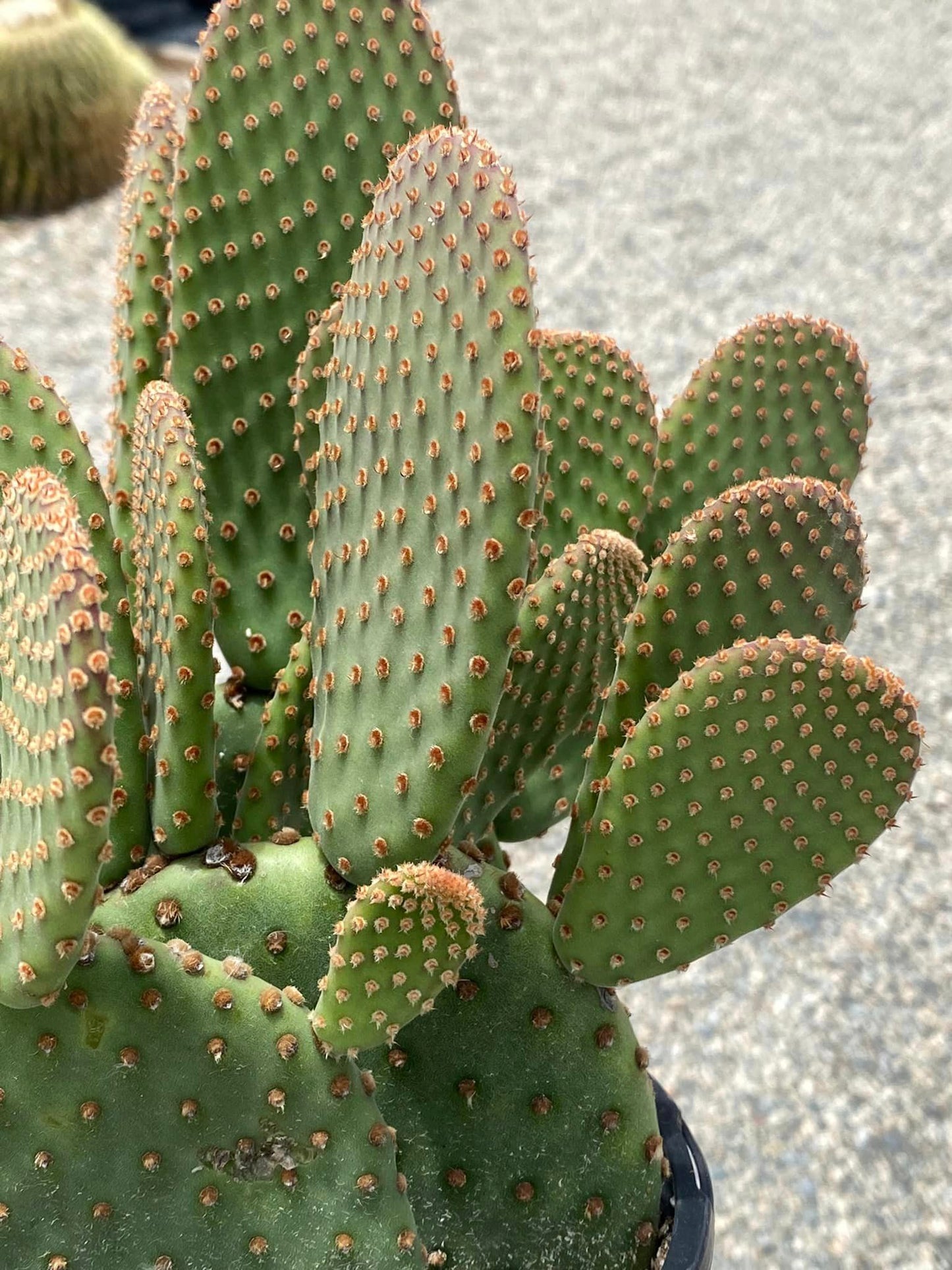 Opuntia basilaris caudata