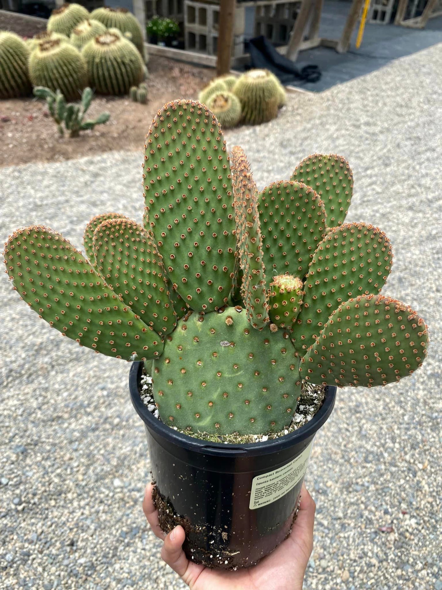 Opuntia basilaris caudata