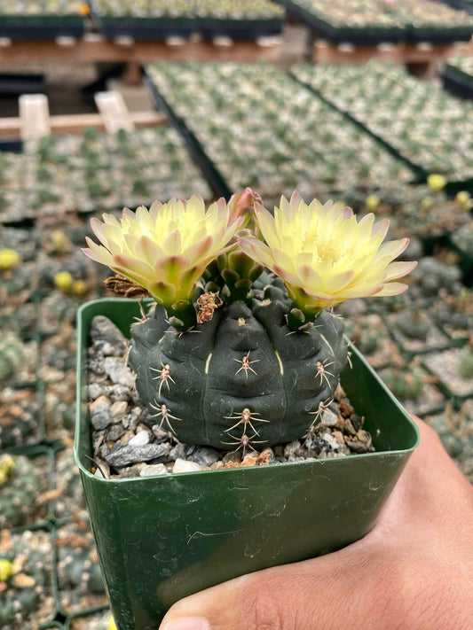 Gymnocalycium carolinensis