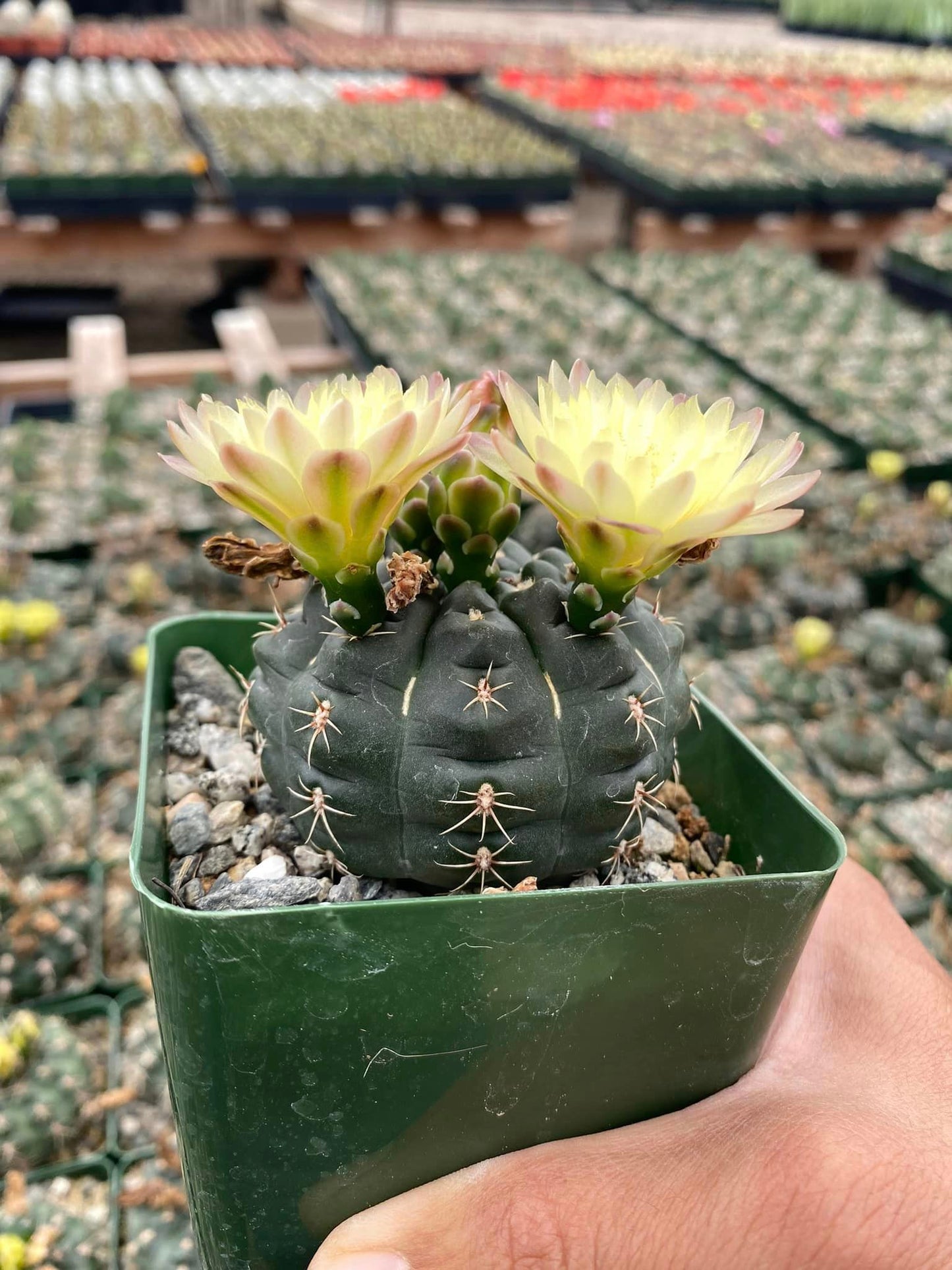 Gymnocalycium carolinensis