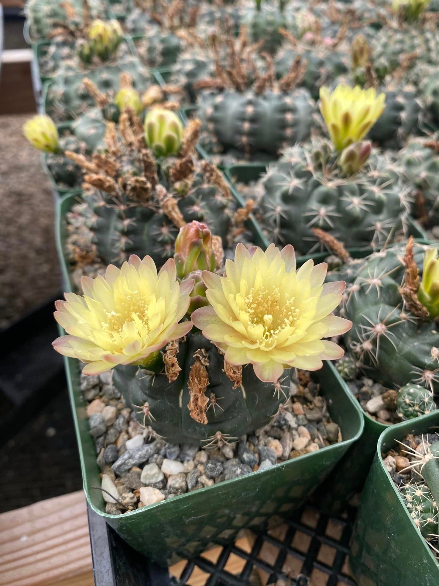 Gymnocalycium carolinensis