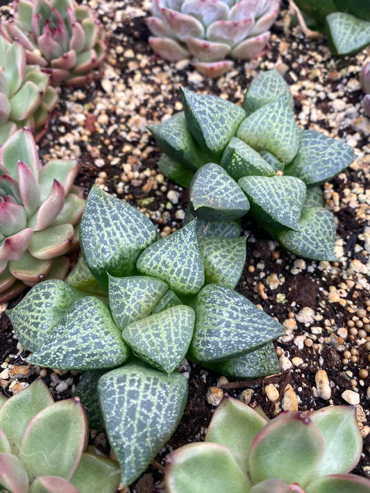 Haworthia comptoniana ”white whale”