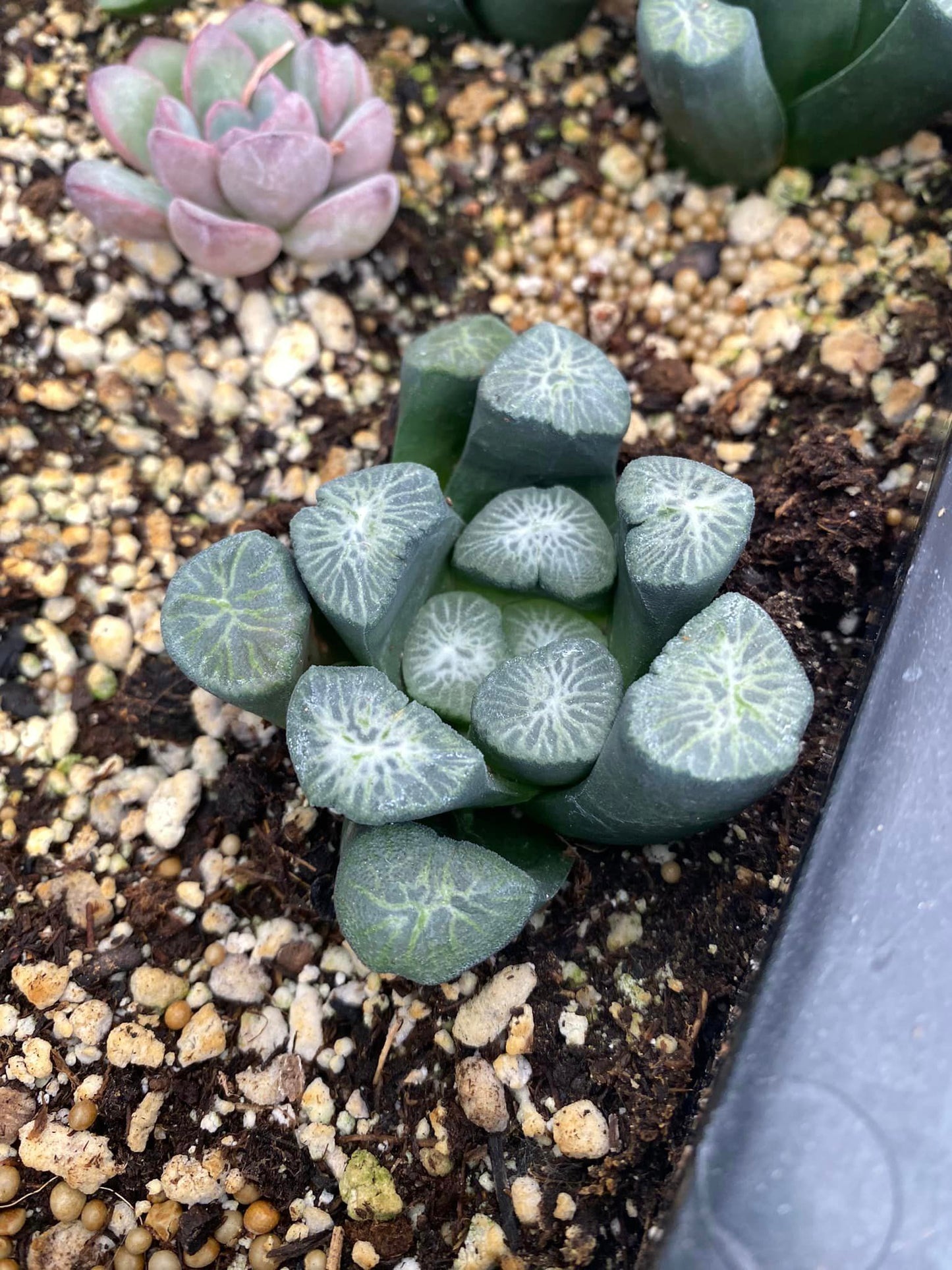 Haworthia Maughanii ‘shirotae’