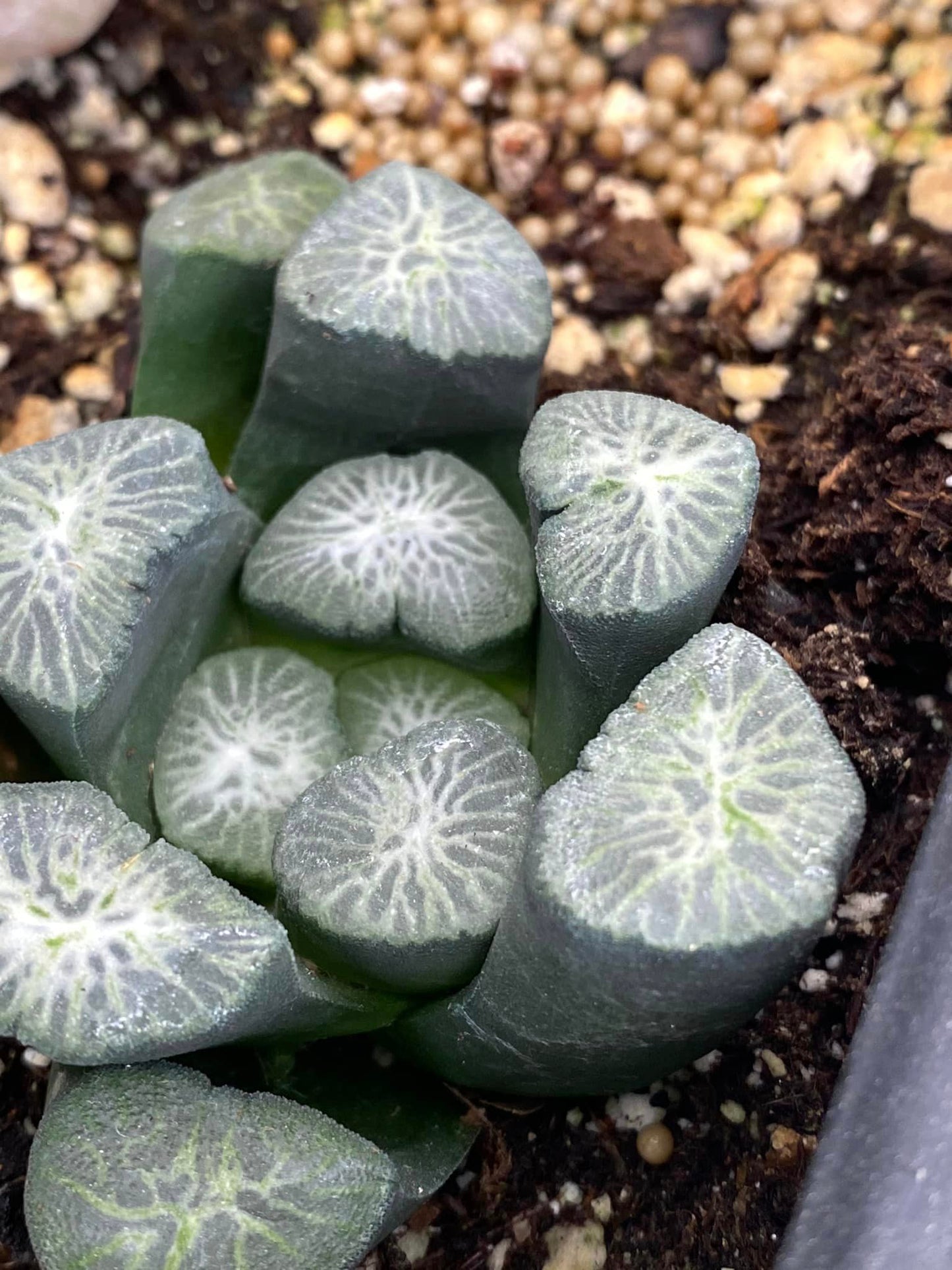 Haworthia Maughanii ‘shirotae’