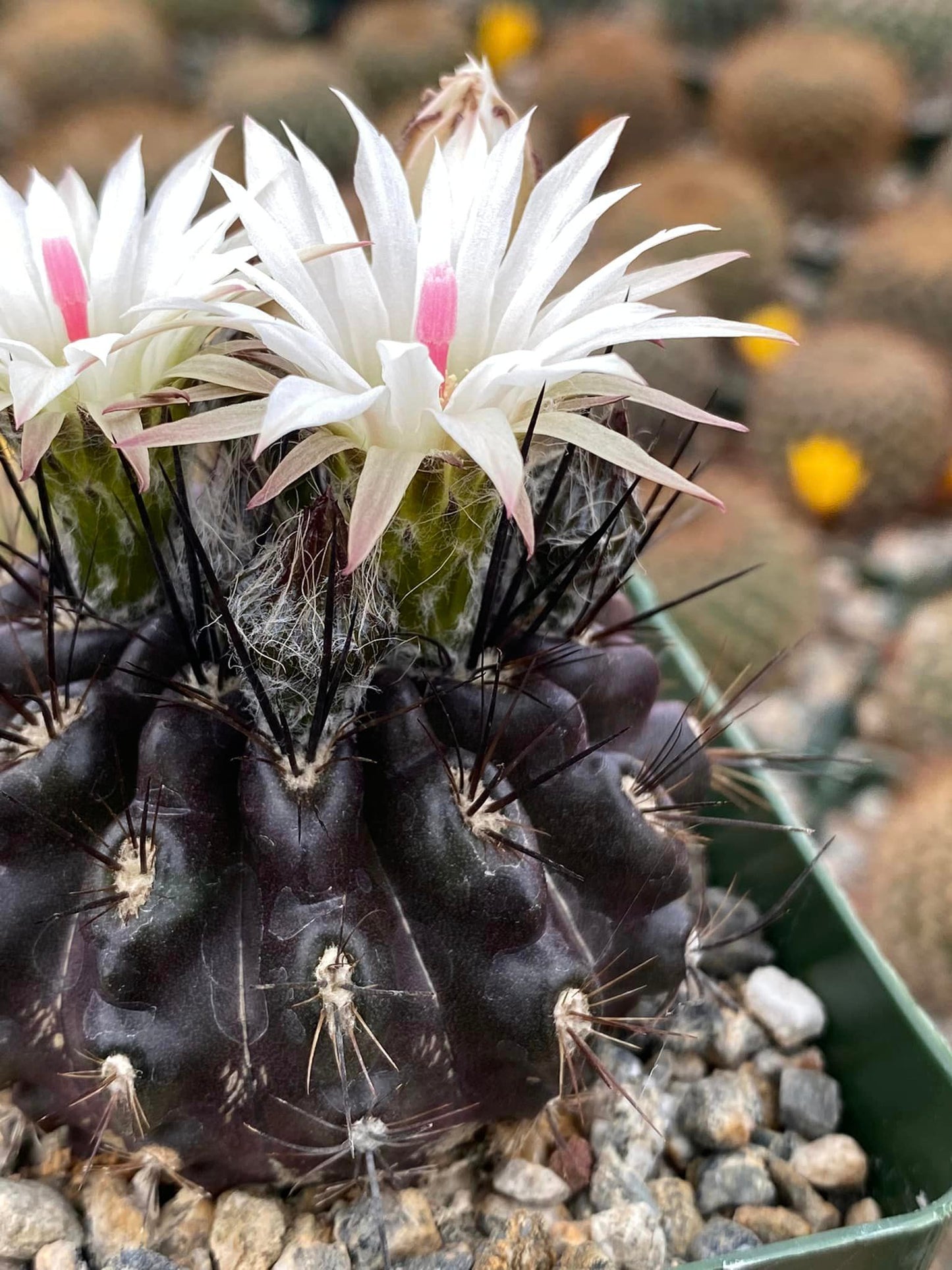 Neoporteria violaciflora