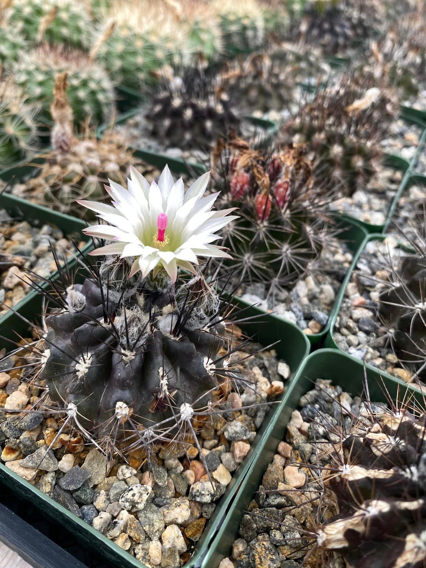 Neoporteria violaciflora