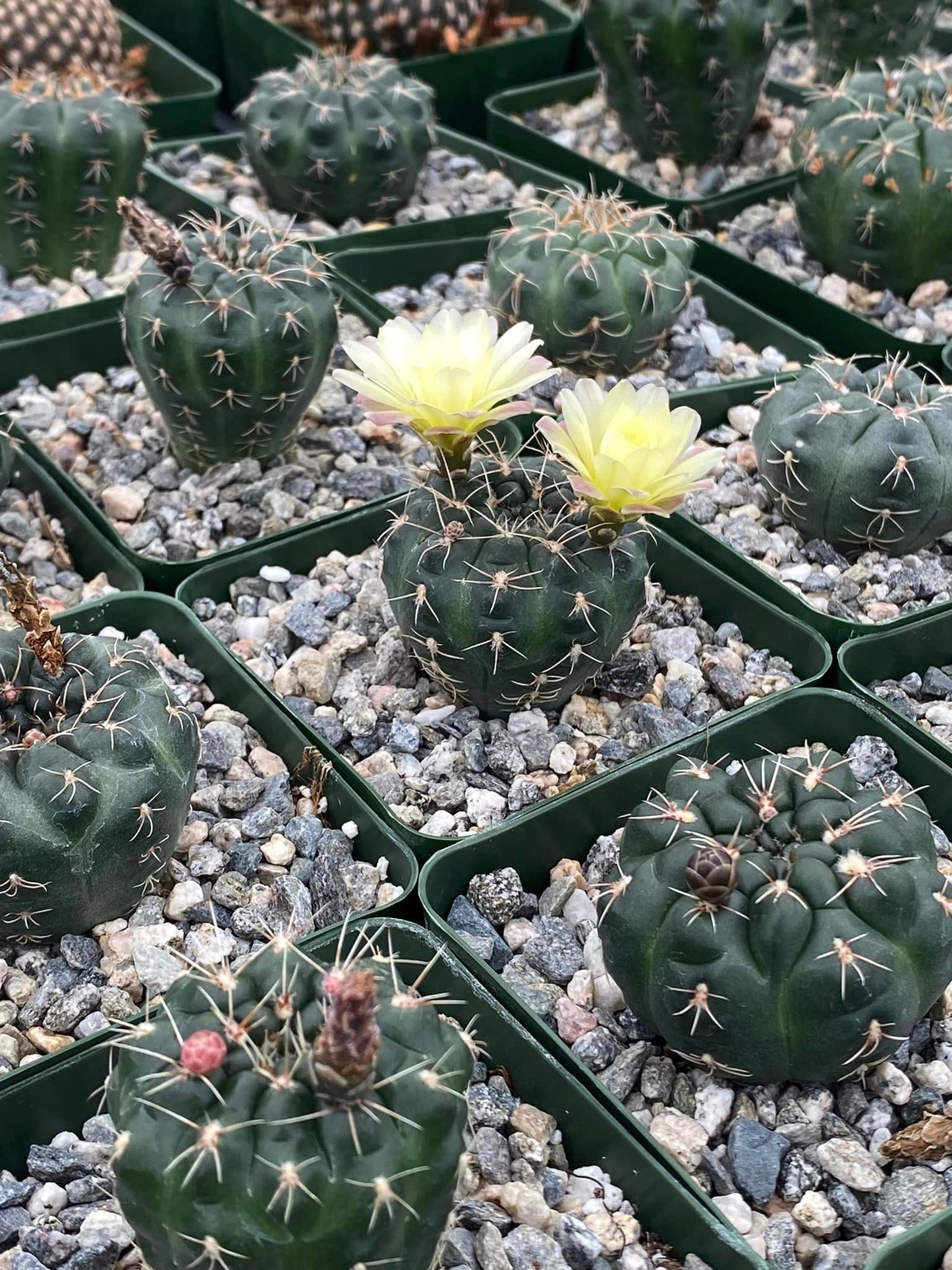 Gymnocalycium andreae