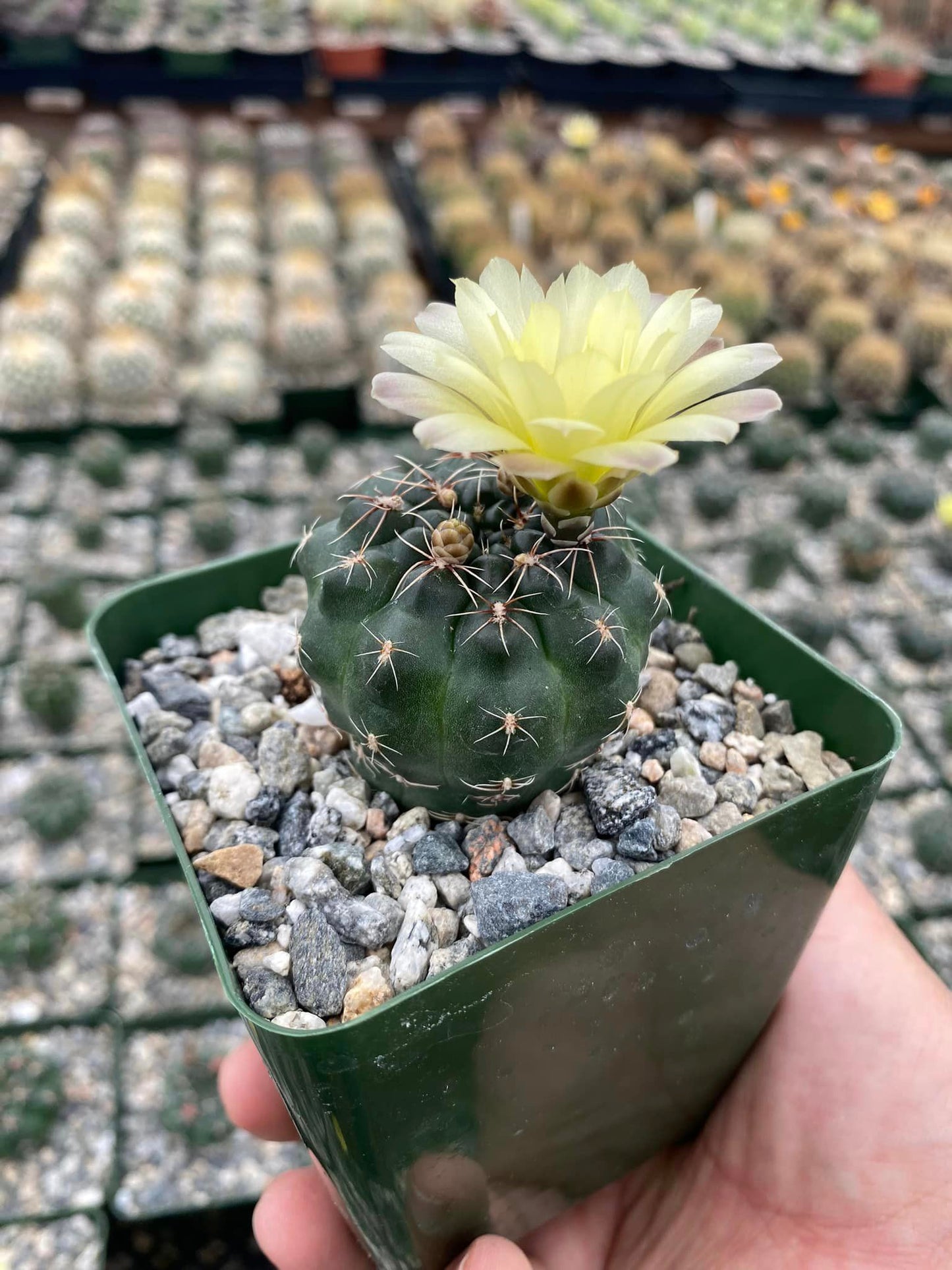 Gymnocalycium andreae