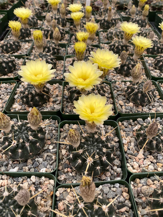 Notocactus turecekianus