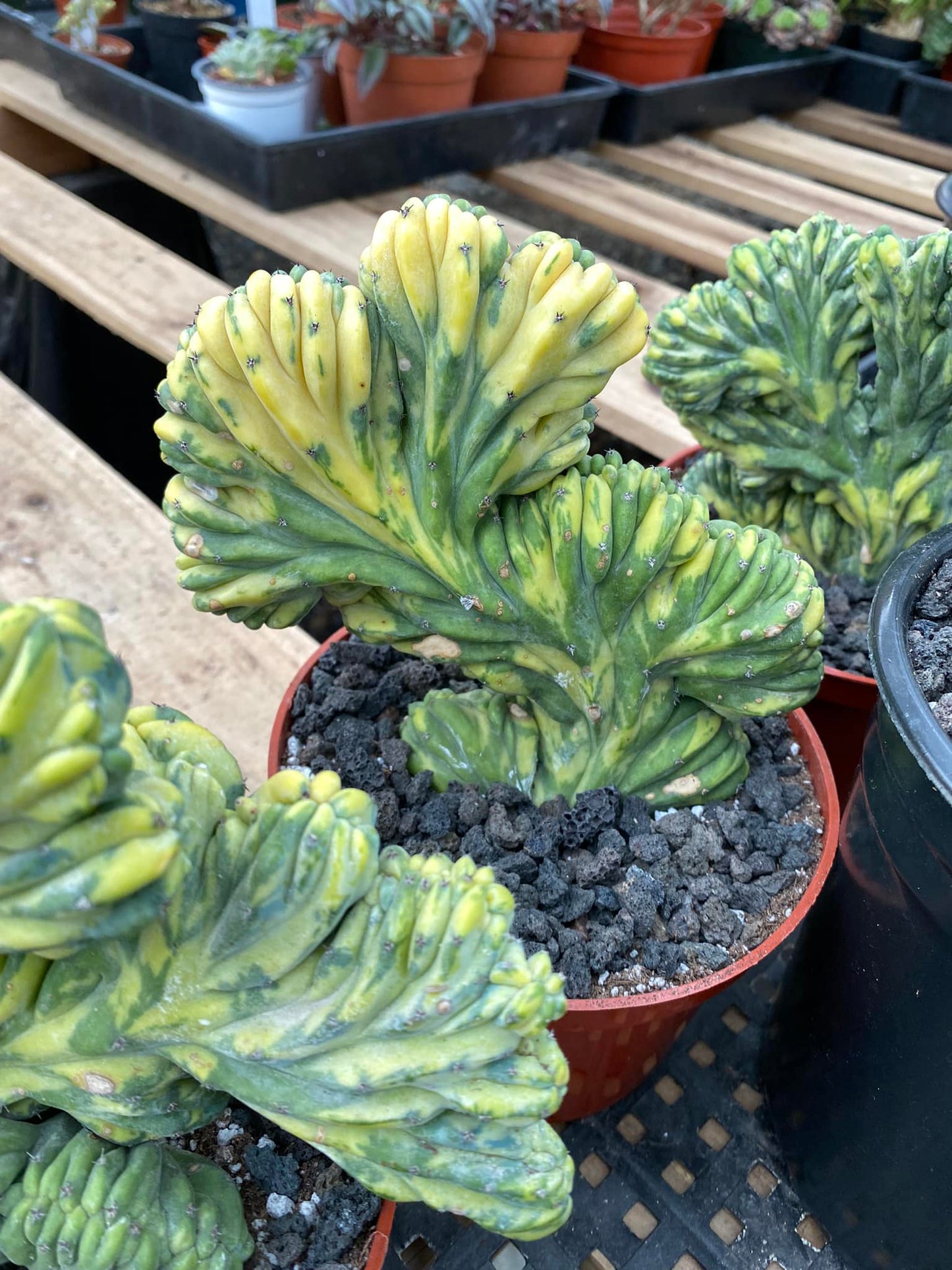 Crestas myrtillocactus variegado